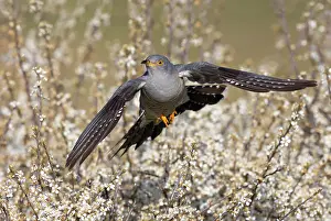 Flaps: Cuckoo (Cuculus canorus) flying above blackthorn