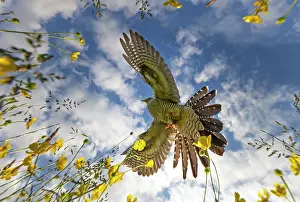 Buttercup: Cuckoo (Cuculus canorus) flying over buttercups