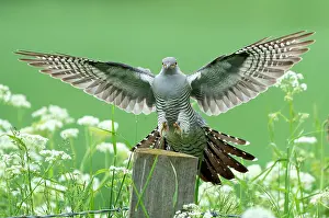 Piles: Cuckoo (Cuculus canorus) landing on a post amongst