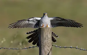 Piles: Cuckoo (Cuculus canorus) landing on a post, England