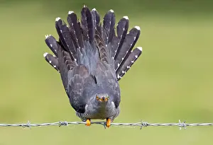 Barriers: Cuckoo (Cuculus canorus) perched on a barbed wire