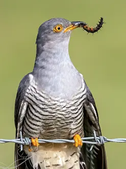 Barriers: Cuckoo (Cuculus canorus) perched on a barbed wire