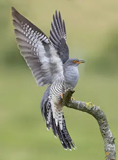 Attractive: Cuckoo (Cuculus canorus) perched on a branch with