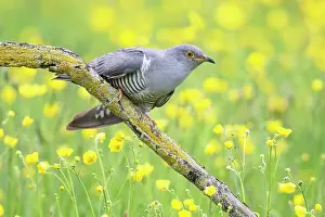 Buttercup: Cuckoo (Cuculus canorus) perched amongst buttercup