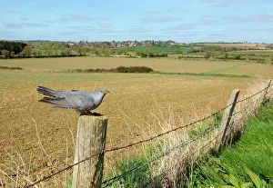 Piles: Cuckoo (Cuculus canorus) perched on a fence post