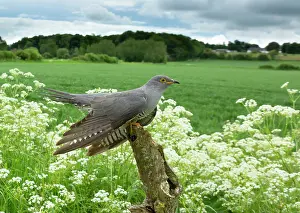 Piles: Cuckoo (Cuculus canorus) perched on a post amongst