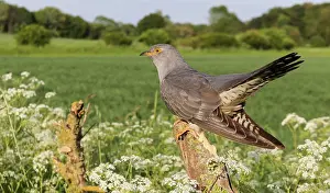 Anthriscus: Cuckoo (Cuculus canorus) perched on a post amongst