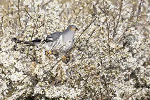 Spinosa: Cuckoo (Cuculus canorus) percherd amongst blackthorn