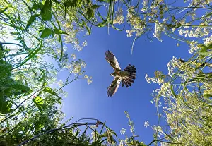 Anthriscus: Cuckoo (Cuculus canorus)in flight above cow parsley
