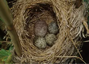 Sizes: CUCKOO EGG - IN WARBLER'S NEST