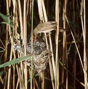 Anne Trap- Lind: CUCKOO - being fed by Reed Warbler at nest