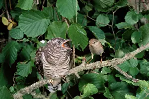 Cuculus: CUCKOO - being fed by Willow Warbler (Phylloscopus
