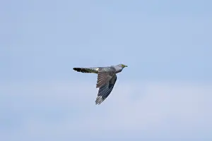 Moving: Cuckoo flight