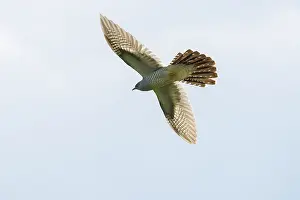 Moving: Cuckoo flight