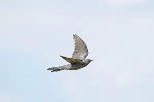 Moving: Cuckoo flight