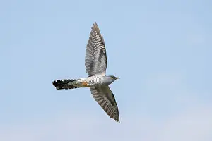 Moving: Cuckoo flight
