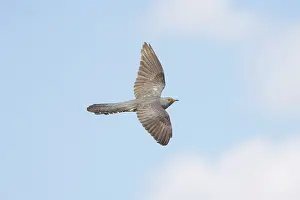 Moving: Cuckoo flight