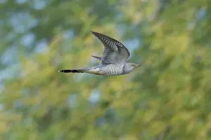 Moving: Cuckoo flight