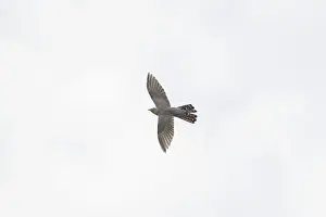 Moving: Cuckoo flight