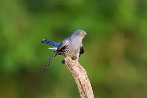 Cuculus: Cuckoo - On flight perch