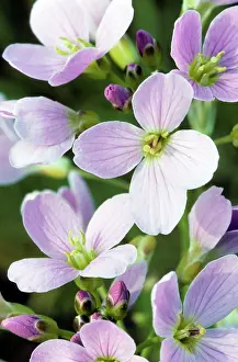 Cardamine: Cuckoo-flower