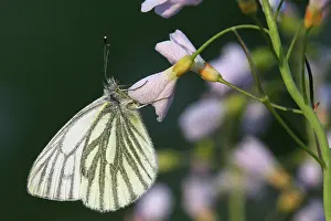 Napi: Cuckoo Flower