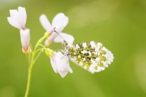 Anthocharis: Cuckoo Flower