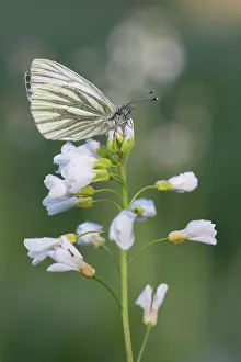 Twente: Cuckoo Flower