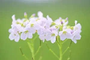 Smock: Cuckoo Flower