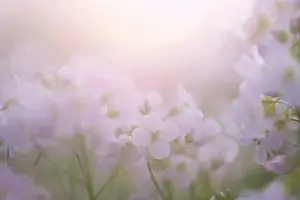 Smock: Cuckoo Flower