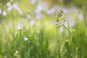 Anthocharis: Cuckoo Flower