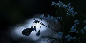 Anthocharis: Cuckoo Flower