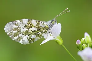 Anthocharis: Cuckoo Flower