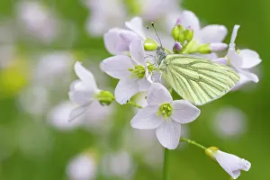 Pratensis: Cuckoo Flower
