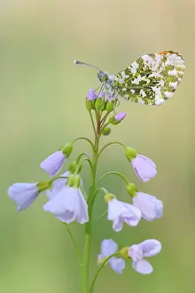 Anthocharis: Cuckoo Flower