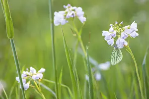 Pratensis: Cuckoo Flower