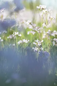 Pratensis: Cuckoo Flower