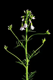 Pratensis: Cuckoo Flower