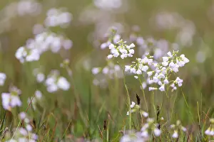 Pratensis: Cuckoo Flower