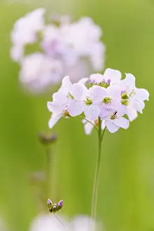 Pratensis: Cuckoo Flower
