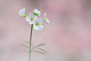 Pratensis: Cuckoo Flower