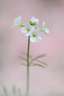 Pratensis: Cuckoo Flower