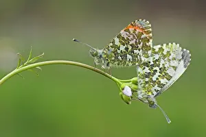 Anthocharis: Cuckoo Flower