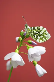 Anthocharis: Cuckoo Flower