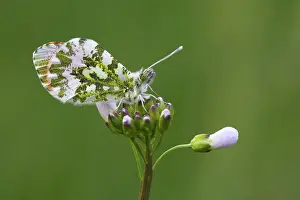 Anthocharis: Cuckoo Flower