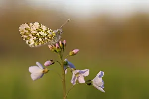 Anthocharis: Cuckoo Flower