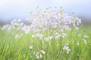 Limburg: Cuckoo Flower