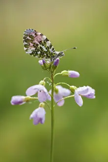 Anthocharis: Cuckoo Flower