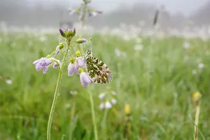 Anthocharis: Cuckoo Flower