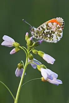 Anthocharis: Cuckoo Flower